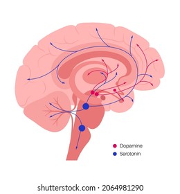 Dopamine and serotonin hormones pathway in human brain. Monoamine neurotransmitter. Modulating mood, learning and memory processes. Motivational component of reward, motor control vector illustration