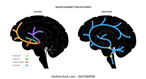 Dopamine and serotonin hormones pathway in human brain. Monoamine neurotransmitter. Modulating mood, learning and memory processes. Motivational component of reward, motor control vector illustration