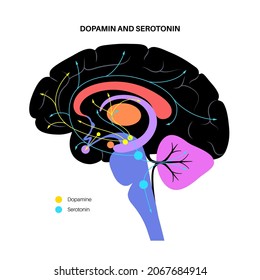 Ruta de las hormonas dopaminérgicas y serotoninas en el cerebro humano. Neurotransmisor de monoamina. Modulación del estado de ánimo, aprendizaje y procesos de memoria. Componente de motivación de recompensa, ilustración de vector de control de motor