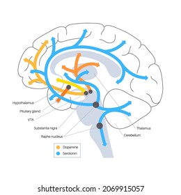 Ruta de las hormonas dopaminérgicas y serotoninas en el cerebro humano. Neurotransmisor de monoamina. Modulación del estado de ánimo, aprendizaje y procesos de memoria. Componente de motivación de recompensa, ilustración de vector de control de motor