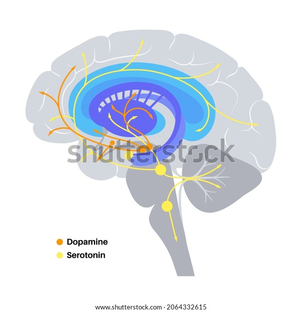 Dopamine Serotonin Hormones Pathway Human Brain Stockvector