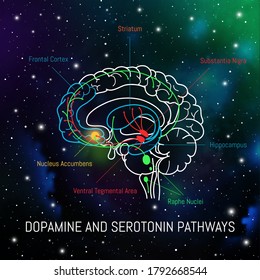 Dopamine And Serotonin Pathways In The Brain. Neuroscience Medical Infographic. Striatum, Substantia Nigra, Hippocampus, Ventral Tegmental Area And Nucleus Accumbens.