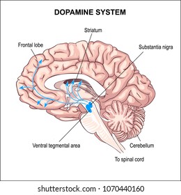 Dopamine System. Anatomy Of The Central Nervous System. Human Brain.  Sense Of Pleasure. Switching Attention. Schizophrenia, Parkinson.  Aging Process