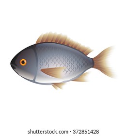 Dorada fish isolated on white photo-realistic vector illustration