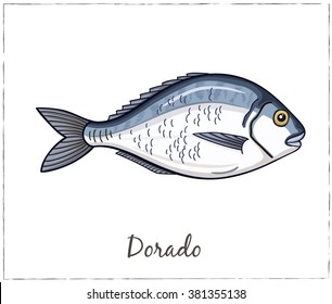 Dorado. Fish collection. Vector illustration of fish for design menus, recipes and packages product.