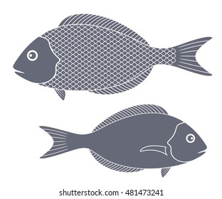 Dorado fish. Exotic fish on white background