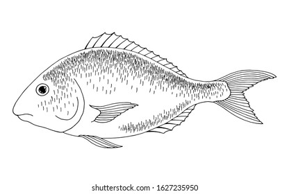 Dorado fish graphic black white isolated illustration vector