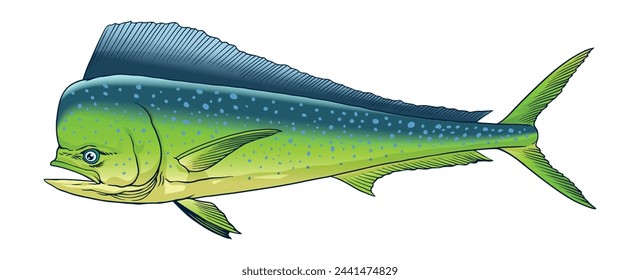 Dorado Fish Hand Drawn Realistic Illustration