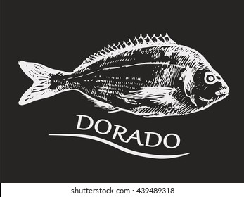 Dorado fish hand drawn sketch. White on black background. Vector  illustration.