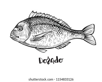 Dorado fish hand drawn vector illustration. Black engraving line emblem isolated on white background.