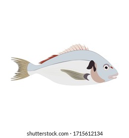 Dorado fish illustration on the white background. Vector illustration