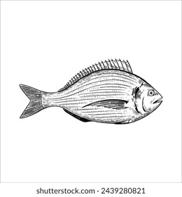 Dorado fish. Isolated design element. Vector illustration in black and white engraving style.