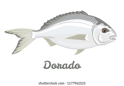 Dorado fish isolated on white background. Vector illustration of seafood in a flat style.