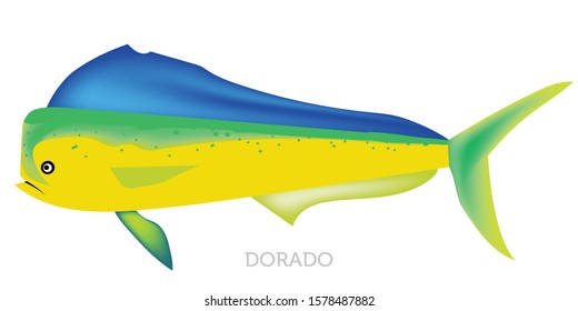 Dorado fish isolated on white background