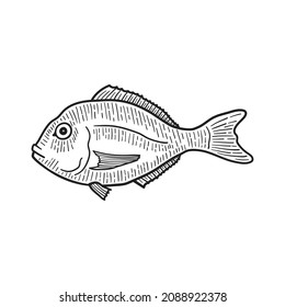 Dorado fish. Isolated on white. Hand-drawn style. Vector illustration.