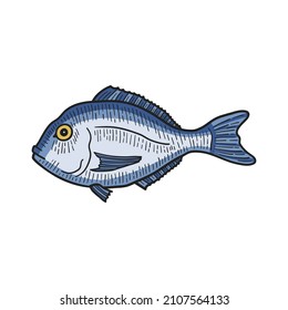 Dorado fish. Isolated on white. Hand-drawn style. Colourful vector illustration.