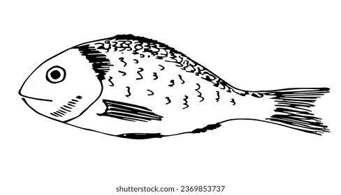 Dorado fish isolated on white background. Seafood, recipe and label. Simple vector drawing with black outline. Sketch in ink.