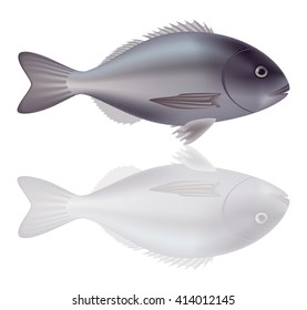 Dorado fish with mirror isolated on white background. Vector Illustration