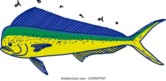 the dorado fish on a white background