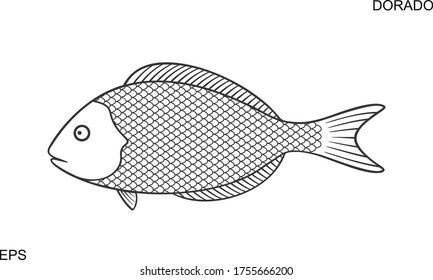 Dorado Fish outline. Isolated Dorado Fish on white background