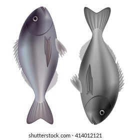 Dorado fish purple and gray isolated on white background. Vector Illustration