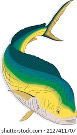 Dorado Fish Salminus Brasiliensis Large Predatory Characiform Freshwater South America Aquatic Animal Species Vector Isolated