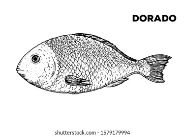 Dorado fish sketch. Hand drawn vector illustration. Seafood design element for packaging. Engraved style illustration. Can used for packaging design. Dorado fish label.