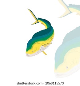 dorado fish vector drawing illustration