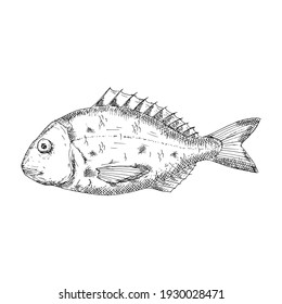 Dorado fish. Vector illustration. Isolated on white. Hand-drawn style.