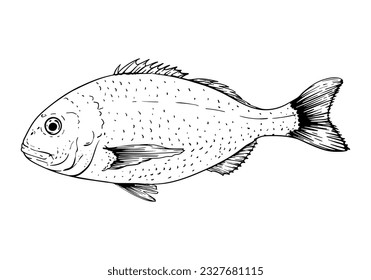 Dorado fish. Vector illustration. Isolated on white. Hand-drawn sketch style