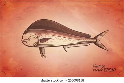 dorado fish vintage vector illustration