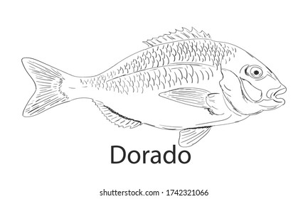 Dorado fishing doodle logo. Dorado fish doodle club emblem. Fishing theme illustration. Isolated on white.