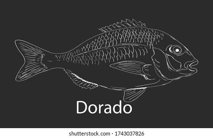 Dorado fishing doodle logo. Dorado fish doodle club emblem. Fishing theme illustration. Isolated on white.