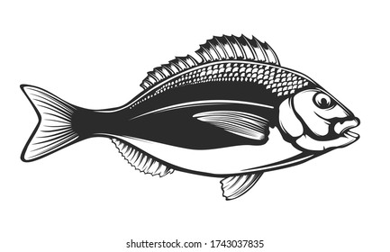 Dorado fishing  logo. Dorado fish club emblem. Fishing theme illustration. Isolated on white.