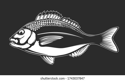 Dorado fishing  logo. Dorado fish club emblem. Fishing theme illustration. Isolated on white.