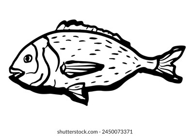 Dorado hand drawn illustration isolated on white background. Sea bream fish vector graphic. Design for culinary branding, maritime artwork.