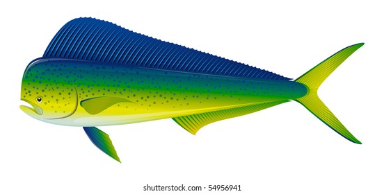 Dorado saltwater fish (Coryphaena hippurus) isolated on white. "Full compatible. Created with gradients."