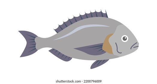 Dorado Sea Fish. Vector illustration