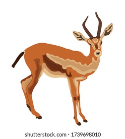 Ilustración vectorial Dorcas gazelle aislada en fondo blanco. Atracción al zoológico animal desde África. 