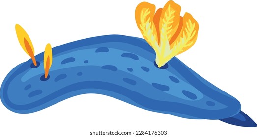 Dorid nudibranch isolated on white background.