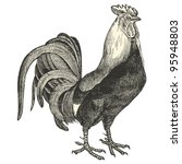 Dorking Cock -vintage engraved illustration - "Dictionnaire encyclopedique universel illustre" By Jules Trousset - 1891 Paris