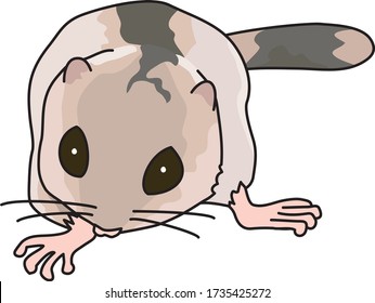 Dormouses are small wild animals that live in the forest.