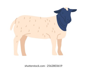 Dorper blackface sheep breed vector illustration