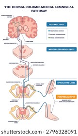 Dorsal column medial lemniscus pathway shows fine touch flow from hand and foot via spinal cord to brain, key objects, brain, spinal cord, dorsal root ganglion. Outline diagram