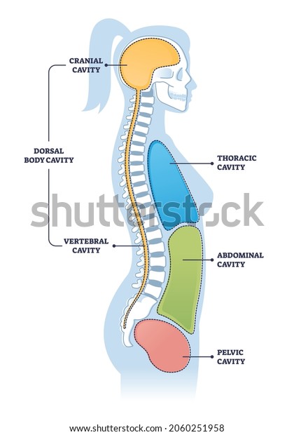 Dorsal and other body cavities cross section,\
outline illustration diagram. Cranial brain cavity connected with\
vertebral spine cavity. Also thoracic and pelvic cavities scheme.\
Educational poster.