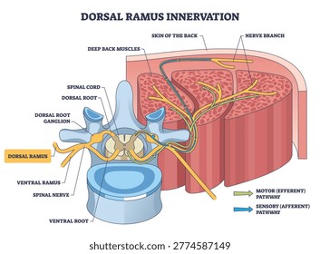 Dorsal ramus innervation shows pathways from spinal nerve to back muscles and skin, key parts, dorsal ramus, spinal cord, nerve branch. Outline diagram