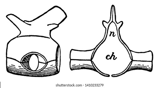 Dorsal Vertebra Of The Hylonomus Which Lived 315 Ma During The Carboniferous Period, Vintage Line Drawing Or Engraving Illustration.