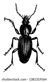 Vista dorsal del escarabajo terrestre que un insecto de la familia Carabidae de escarabajos carabídea, dibujo de línea vintage o ilustración de grabado.