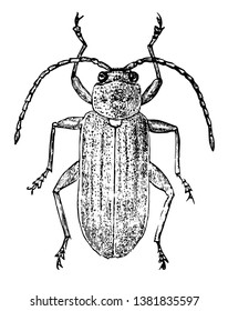 Dorsal View of Leaf Beetle which is Chrysomelidae family of leaf beetles, vintage line drawing or engraving illustration.