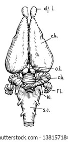 Dorsal view of rabbit's brain, vintage line drawing or engraving illustration.